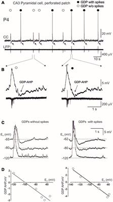 Postsynaptic GABA(B) Receptors Contribute to the Termination of Giant Depolarizing Potentials in CA3 Neonatal Rat Hippocampus